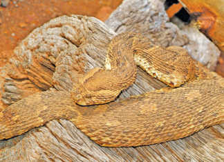 Snakebites: fact and fiction