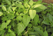 Raising capsicum seedlings