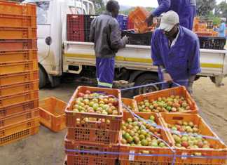 Shaking things up at Mooketsi
