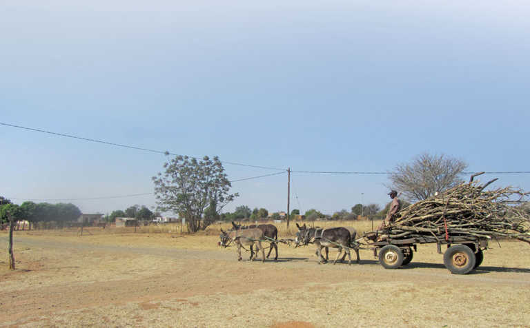 Managing donkeys Managing donkeys