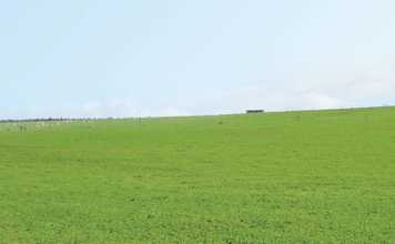 Lucerne for beginners - part 1