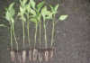Seedlings