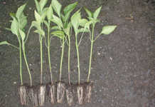 Seedlings