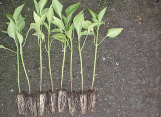 Seedlings