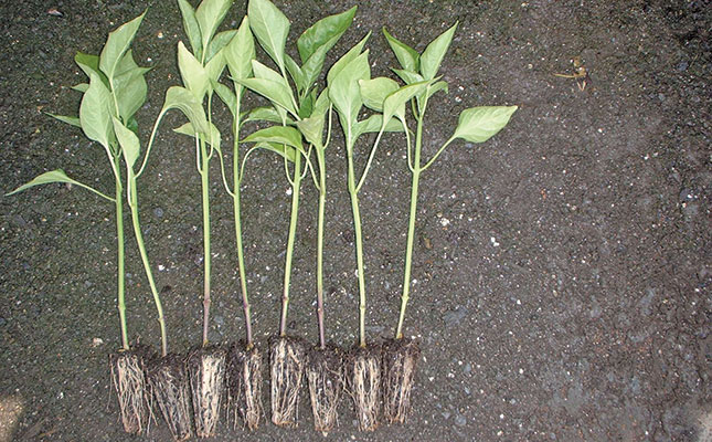 Producing capsicum seedlings in soil beds Producing capsicum seedlings in soil beds