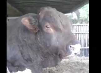 Do you have conversations with your animals?