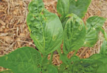 Preventing bacterial spot in capsicums