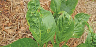 Preventing bacterial spot in capsicums