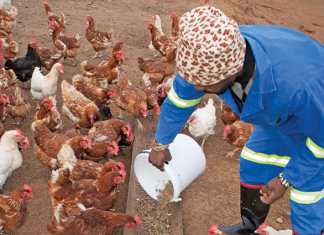 Broiler production questions and answers