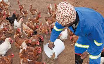 Broiler production questions and answers