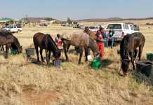 Fauresmith endurance ride test riders to their limits Fauresmith endurance ride test riders to their limits