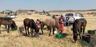 Fauresmith endurance ride test riders to their limits