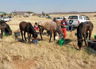 Fauresmith endurance ride test riders to their limits