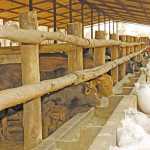 Improved outlook for beef production