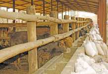 Improved outlook for beef production