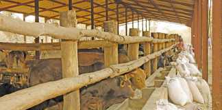 Improved outlook for beef production