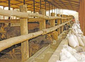 Improved outlook for beef production