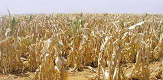 How emerging farmers can handle price risk