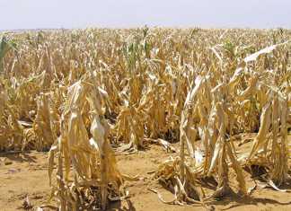 How emerging farmers can handle price risk