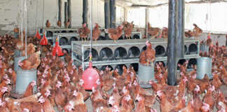 5 ways poultry producers can combat E. coli