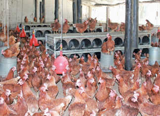 5 ways poultry producers can combat E. coli