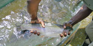 Fish farming in Winter