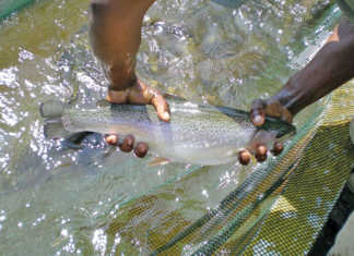 Fish farming in Winter