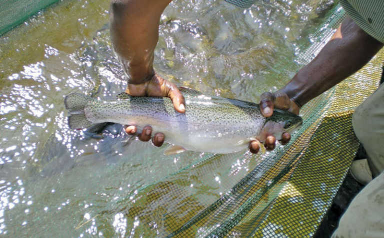 Fish farming in Winter Fish farming in Winter