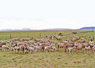 when your sheep are on heat
