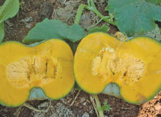 Starting with pumpkins - Part 1
