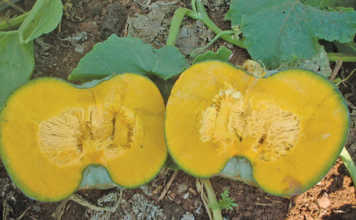 Starting with pumpkins - Part 1