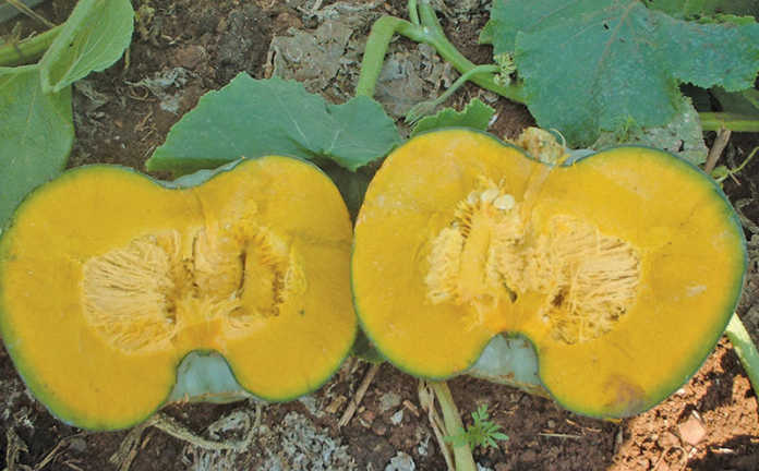 Starting with pumpkins - Part 1