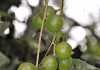 A lucrative market option for macadamias A lucrative market option for macadamias