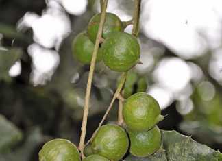 A lucrative market option for macadamias
