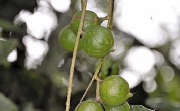 A lucrative market option for macadamias
