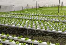 Greenhouse production in SA – learning from Europe Greenhouse production in SA – learning from Europe