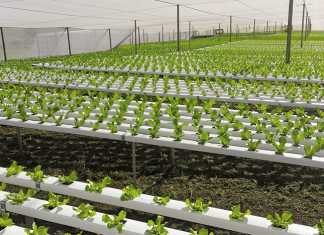Greenhouse production in SA – learning from Europe