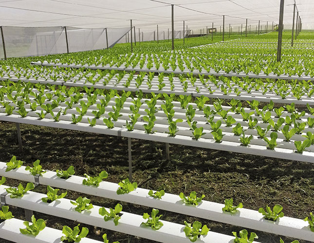 Greenhouse production in SA – learning from Europe Greenhouse production in SA – learning from Europe