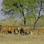 Livestock imports from Namibia no threat to SA