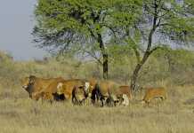Livestock imports from Namibia no threat to SA