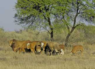 Livestock imports from Namibia no threat to SA