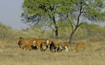 Livestock imports from Namibia no threat to SA