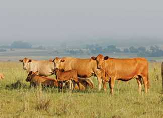 5 signs your cattle are on heat