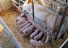 Sows on heat: guidelines to follow Sows on heat: all you need to know