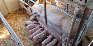 Sows on heat: all you need to know
