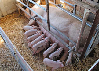 Sows on heat: all you need to know