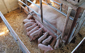Sows on heat: all you need to know