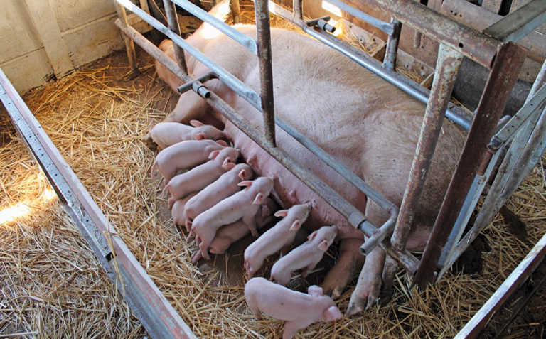 Sows on heat: guidelines to follow Sows on heat: guidelines to follow