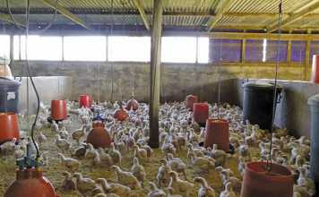 Chance opportunity breeds future success