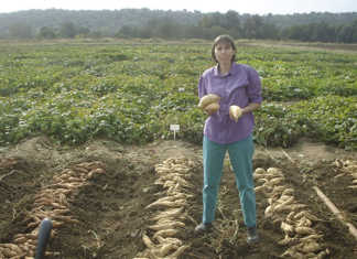 Growing Sweet Potato